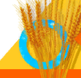 card-image